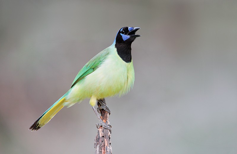 Mexican Green Jay