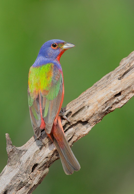 male painted bunting