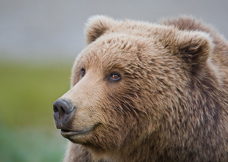 cute bear head