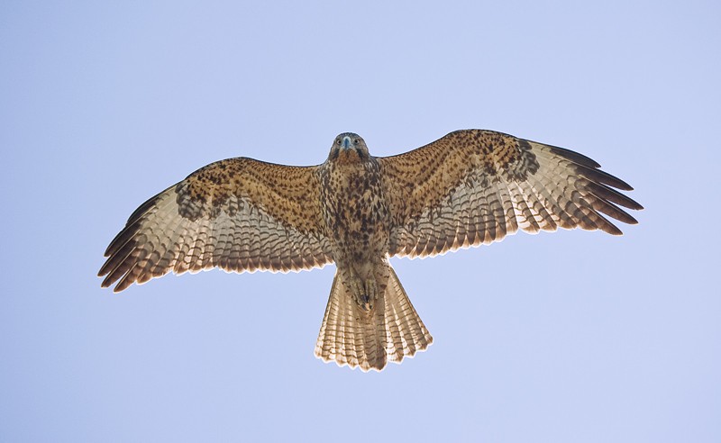 hawks in flight