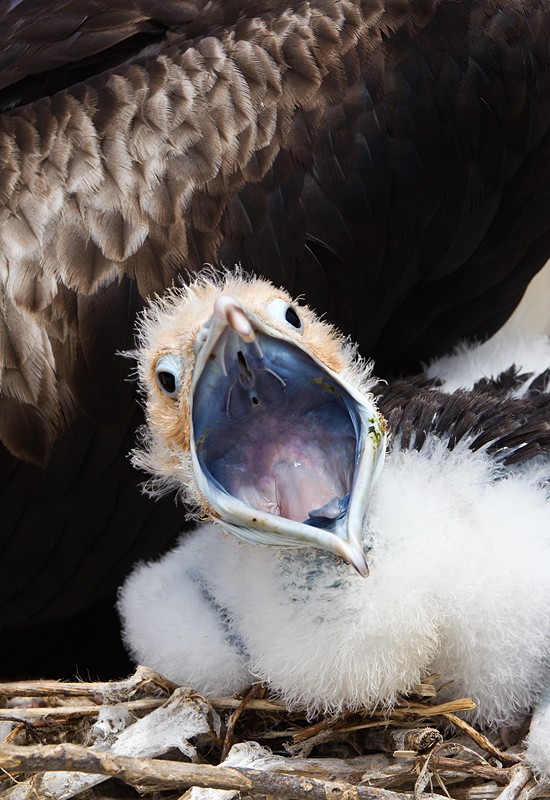 chick in nest