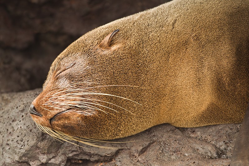 839__800x800_galapagos-fur-sea-lion-head