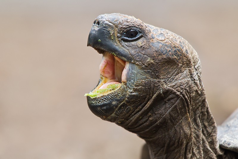 http://www.birdsasart-blog.com/baa/wp-content/gallery/cache/893__800x800_galapagos-tortoise-20-years-old-yawning-_y9c8902-floreana-galapagos.jpg