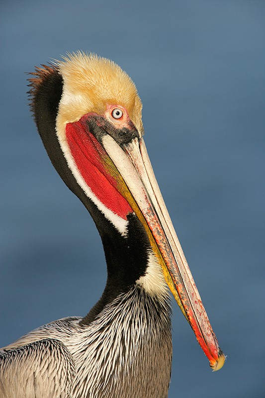 brown pelican california