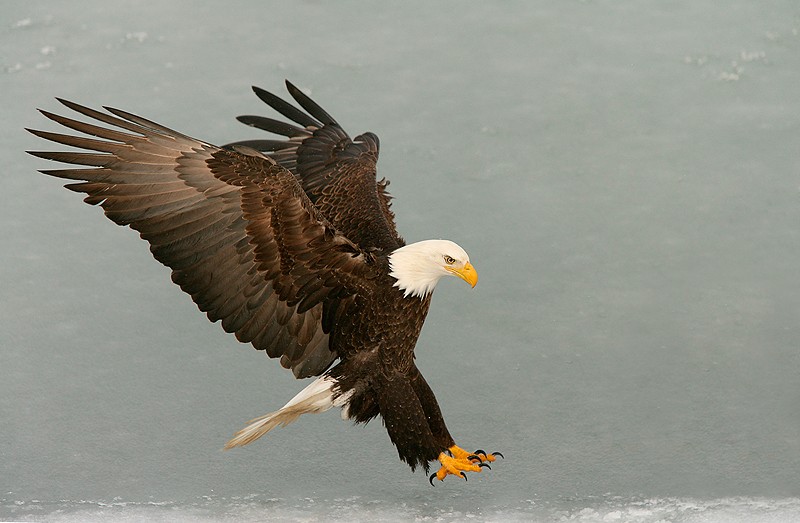 bald eagle back