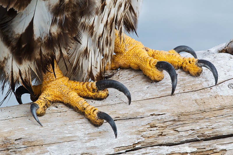 the talons of a juvenile Bald Eagle (Birds of Prey, Eagles) | Birds of ...