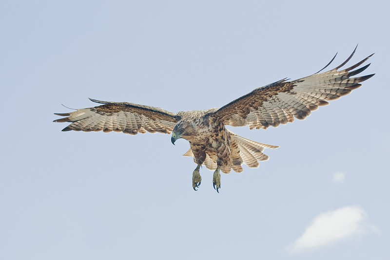 Galapagos Hawks Galore « Arthur Morris/BIRDS AS ART