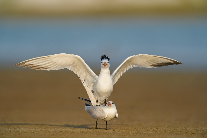 Royal-Terns-copulating-_A9B1716-Fort-DeSoto-Parr-FL-1