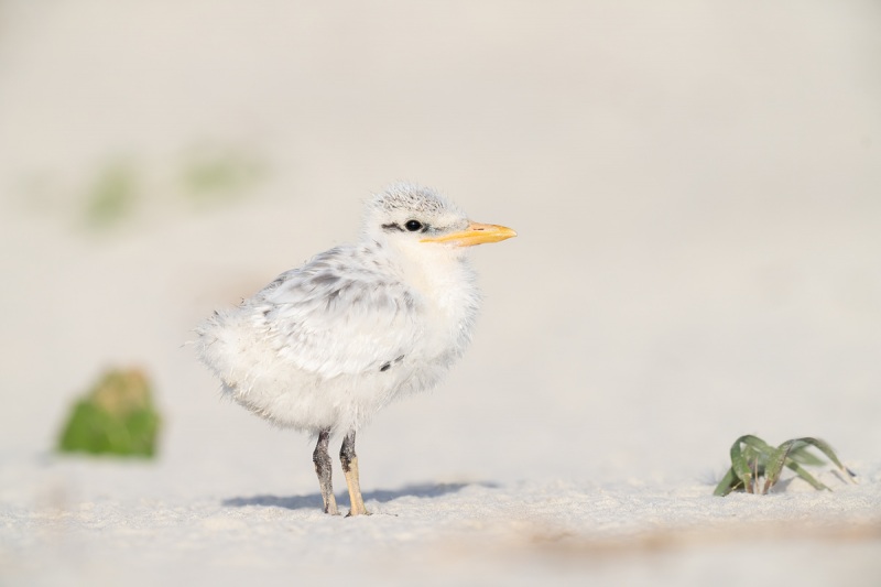 Royal-Tern-chick-on-beach-_A1B4393-Jacksonville-FL