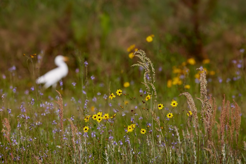 wildflowers-and-o-o-f-Cattle-Egret-_91A6645-Indian-Lake-Estates-FL