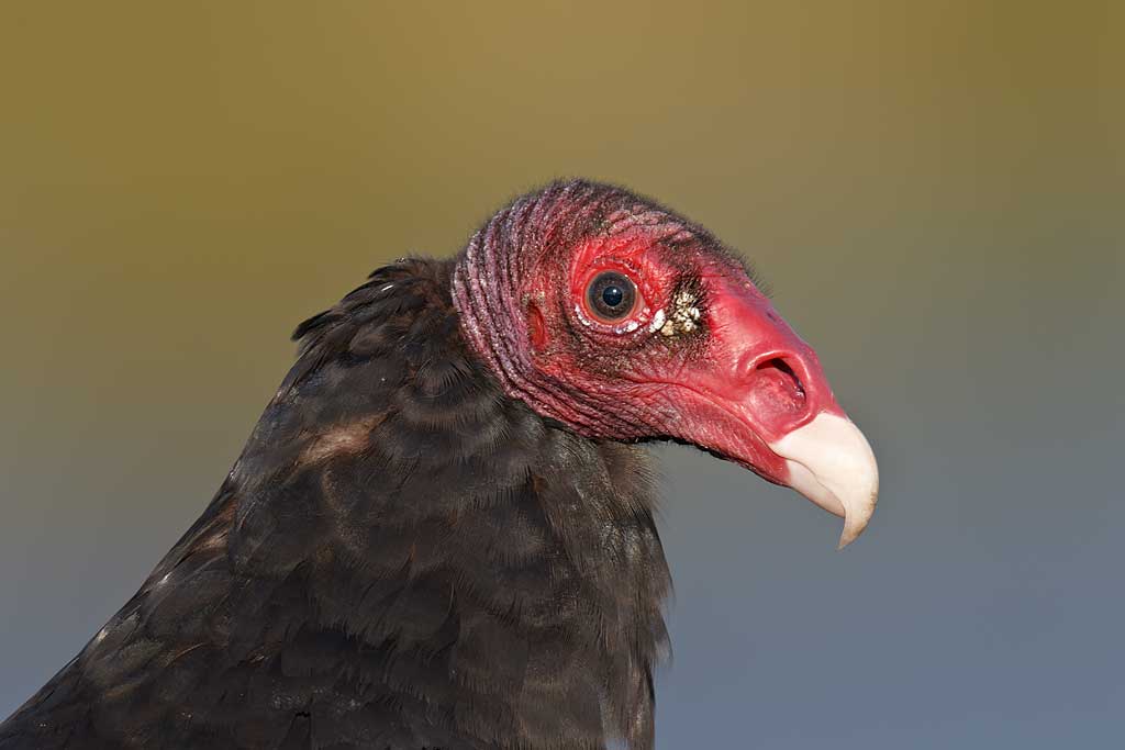 Turkey Vulture head portrait (Birds of Prey) | Indian lake, Bald eagle ...