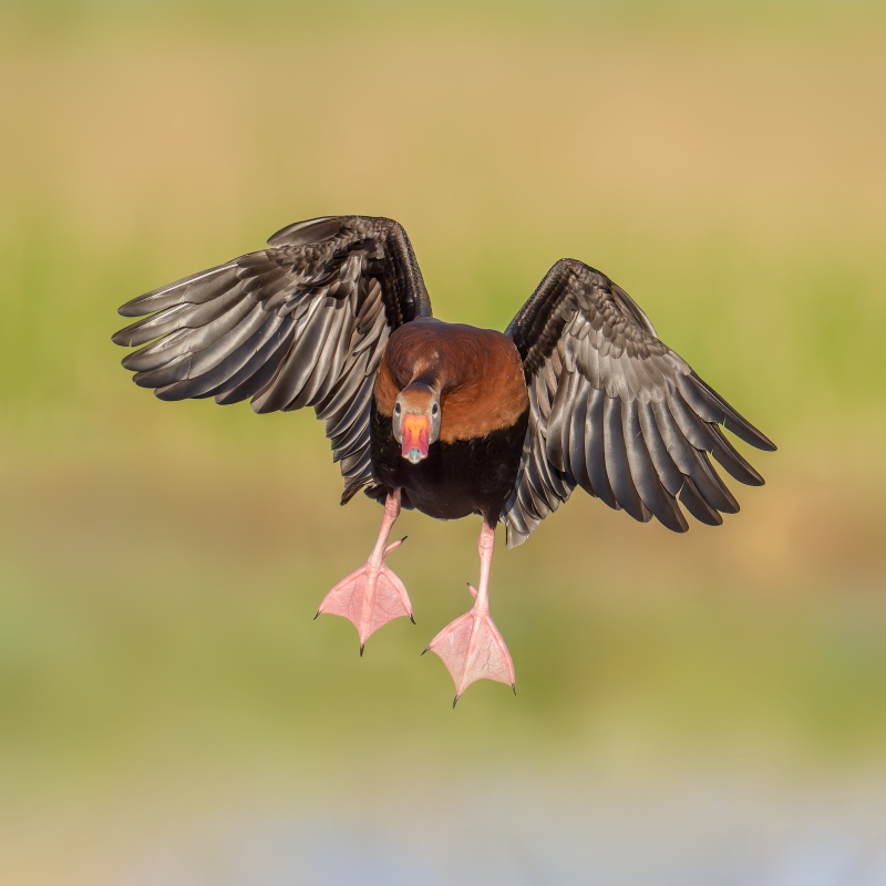 Black-bellied-Whistling-Duck-2400-incoming-1200mm-_A933882-Indian-Lake-Estates-FL-Enhanced-NR
