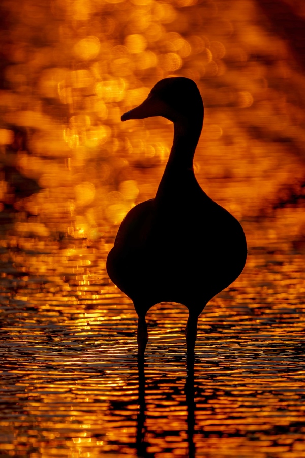 Black-bellied-Whistling-Duck-3200-sunset-silhouette-_A1G6280-Indian-Lake-Estates-FL-Enhanced-NR