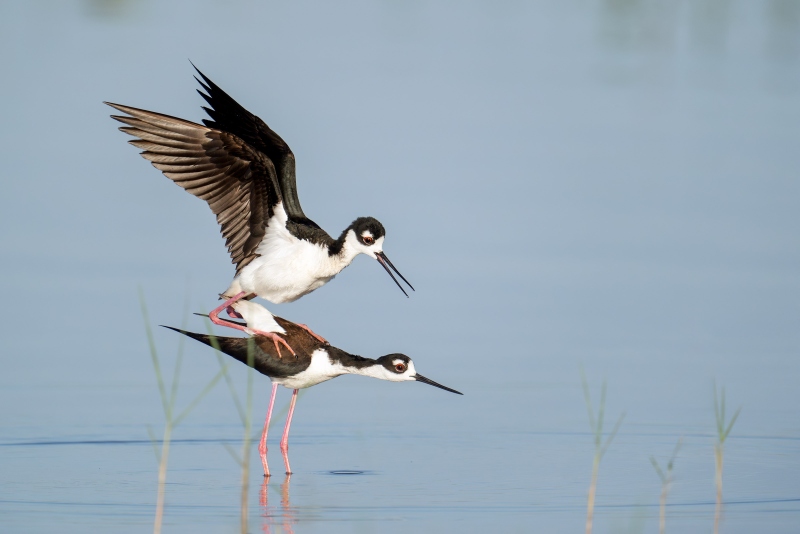 Black-necked-Stilt-3200-copulatory-stand-_A933612-Indian-Lake-Estates-FL-Enhanced-NR