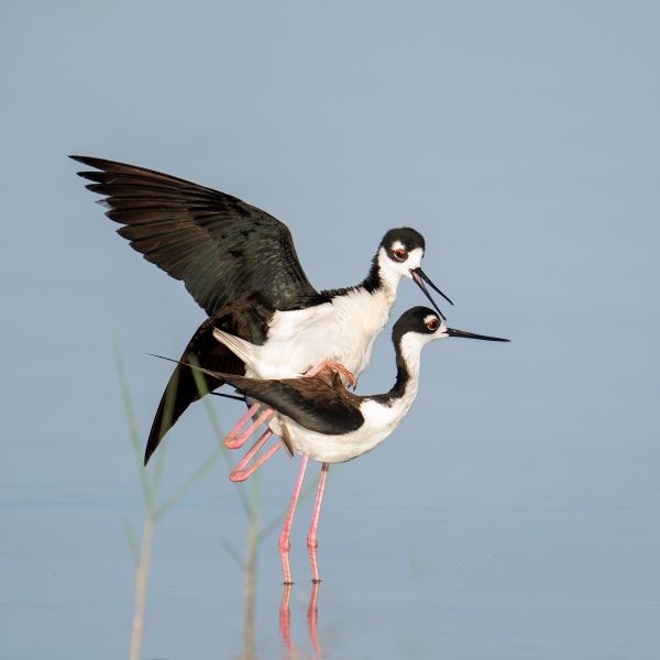 Black-necked-Stilts-2400-copulating-the-cloacal-kiss-_A933713-Indian-Lake-Estates-FL-Enhanced-NR