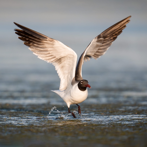 Laughiing-Gull-2400-adult-breeding-plumage-taking-flight-_A933954-Fort-DeSoto-Park-FL-Enhanced-NR