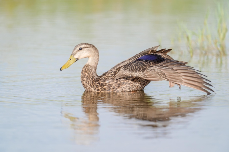 Mottled-Duck-3200-drake-stretching-near-wing-II-_A931301-Indian-Lake-Estates-FL-Enhanced-NR