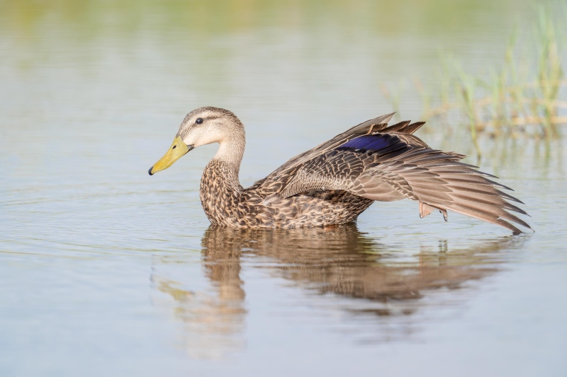 Mottled-Duck-3200-drake-stretching-near-wing-_A931301-Indian-Lake-Estates-FL-Enhanced-NR