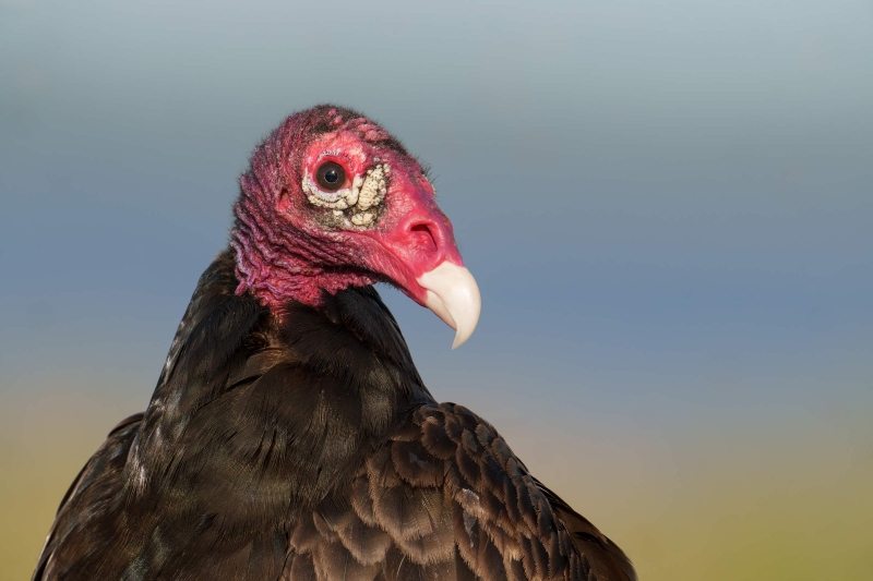 Turkey-Vulture-3200-head-and-shoulders-portrait-_A1G8093-Indian-Lake-Estates-FL-Enhanced-NR
