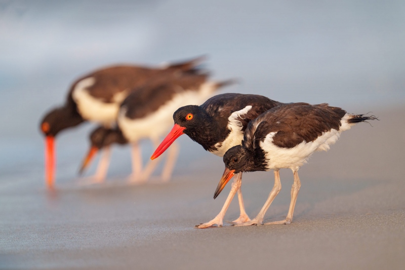 1_American-Oystercatcher-3200-family-of-four-_A1G4635