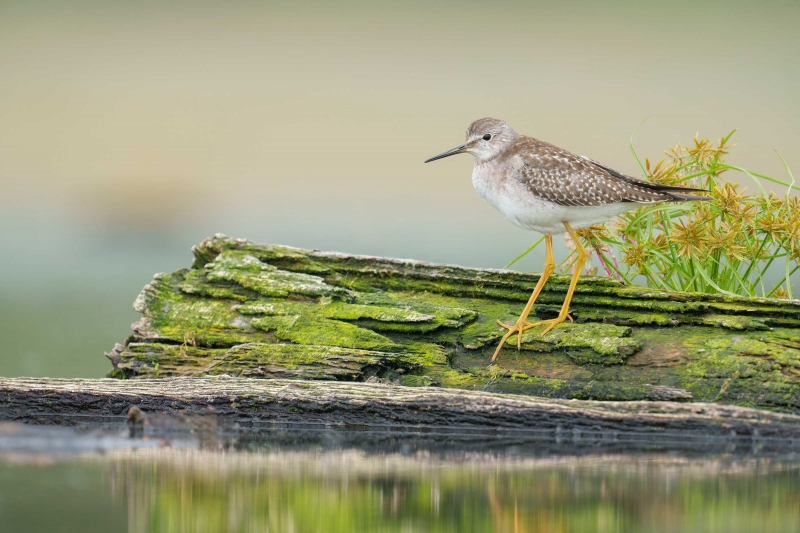 1_Greater-Yellowlegs-3200-worn-juvenile-on-log-with-sedge-_A1G2208-East-Pond-Jamaica-Bay-Wildlife-Refuge-Queens-NY