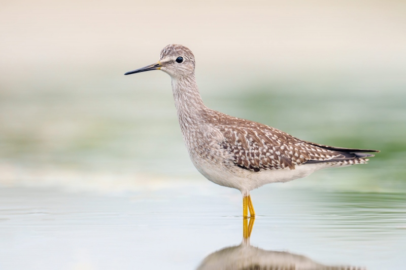 1_Lesser-Yellowlegs-3200-worn-juvenal-plumage-_A1G1615-East-Pond-Jamaica-Bay-Wildlife-Refuge-Queens-NY-Enhanced-NR