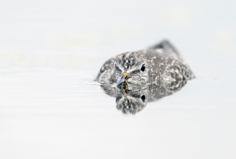 1_Lesser-Yellowlegs-3200-worn-juvenile-lying-down-flat-in-water_A1G1455-East-Pond-Jamaica-Bay-Wildlife-Refuge-Queens-NY-Enhanced-NR