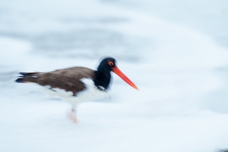 Amercian-Oystercatcher-3200-in-surf-1-13th-sec-_A1G2444-Nickerson-Beach-Park-LI-NY-Enhanced-NR