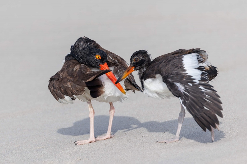 American-Oystercatcher-3200-adult-preening-and-young-JUDY-_O7A9047-Enhanced-NR