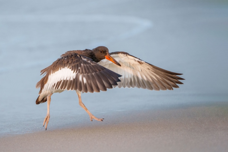 American-Oystercatcher-3200-juvenile-flapping-after-bath-GG-image-_A1G3465