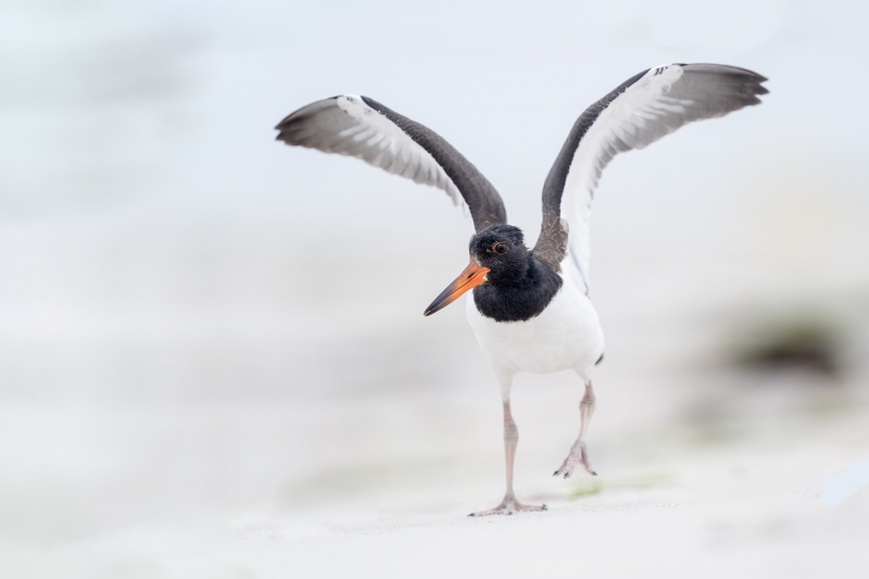 American-Oystercatcher-3200-juvenile-with-wings-raised-_A932631-Nickerson-Beach-Park-LI-NY-Enhanced-NR