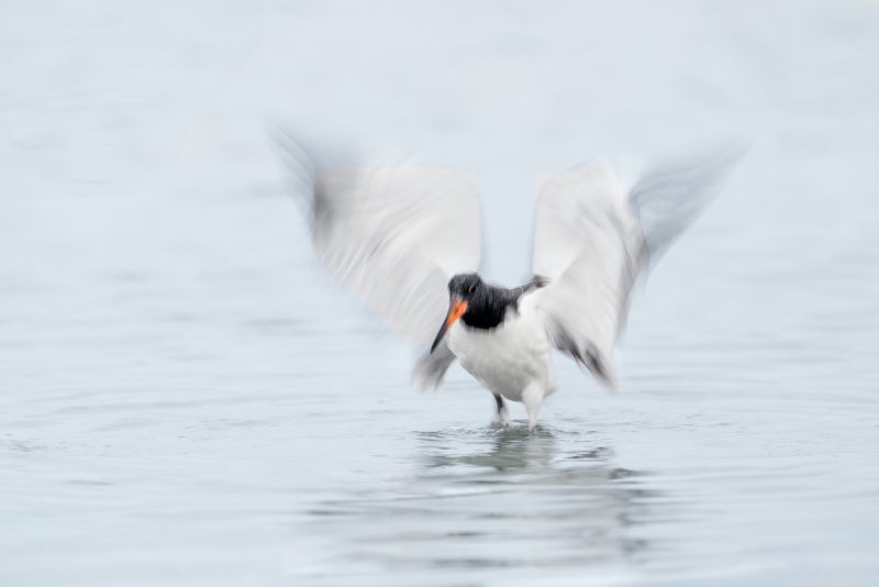 American-Oystercatcher-j-3200-uvenile-flapping-after-bath-_A939995-Nickerson-Beach-Park-LI-NYA-Enhanced-NR