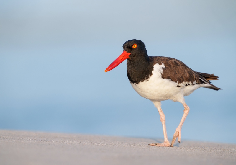 American-Oystercatcher-male-on-sand-mound-_A1G2024-Nickerson-Beach-Park-LI-NY-Enhanced-NR