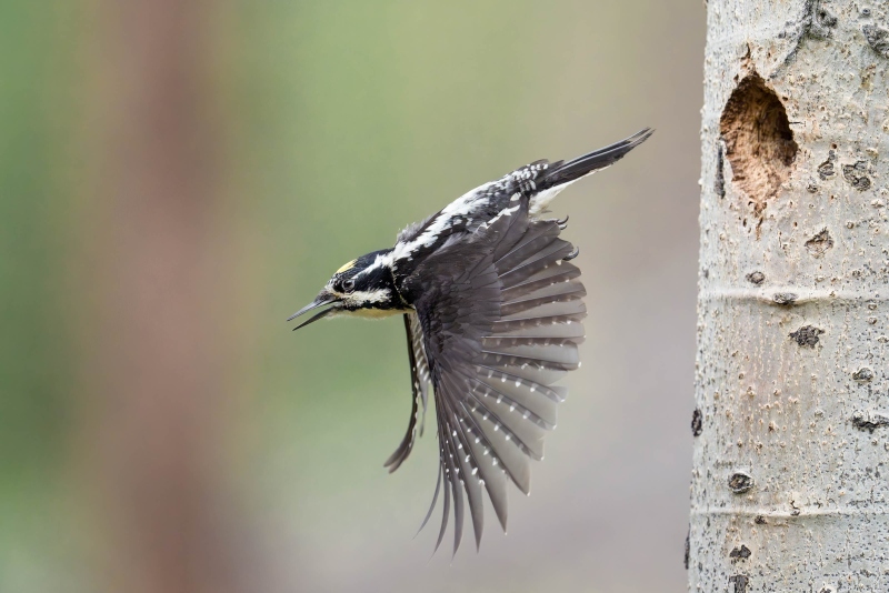 American-Three-toed-Woodpecker-3200-male-leaving-nest-_A933774-Evergreen-CO-Enhanced-NR