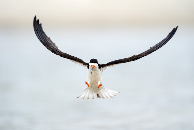 Black-Skimmer-3200-adult-taking-flight-after-bath-_A933598-Nickerson-Beach-Park-LI-NY-Enhanced-NR