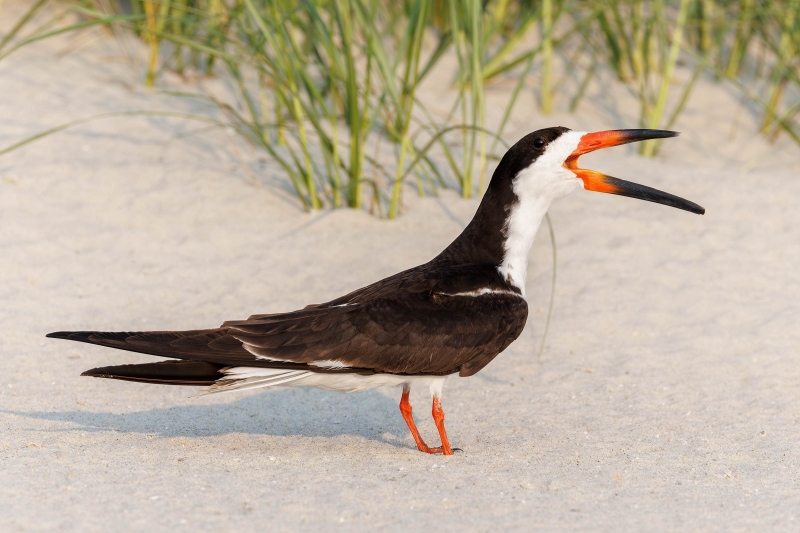 Black-Skimmer-3200-calling-Judy-_O7A9832-Nickerson-Beach-Park-LI-NY-Enhanced-NR