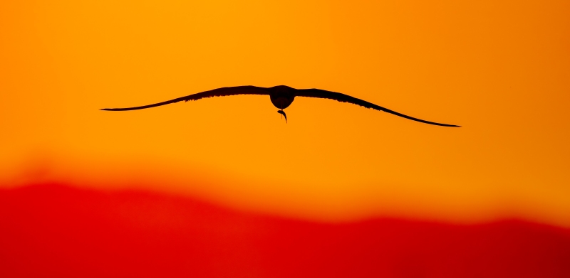 Black-Skimmer-3200-dawn-silhouette-_A1G9645-Nickerson-Beach-Park-LI-NYA-Enhanced-NR