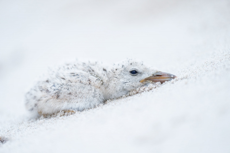 Black-Skimmer-3200-exhausted-chick-_A1G2700-Nickerson-Beach-Park-LI-NY-Enhanced-NR