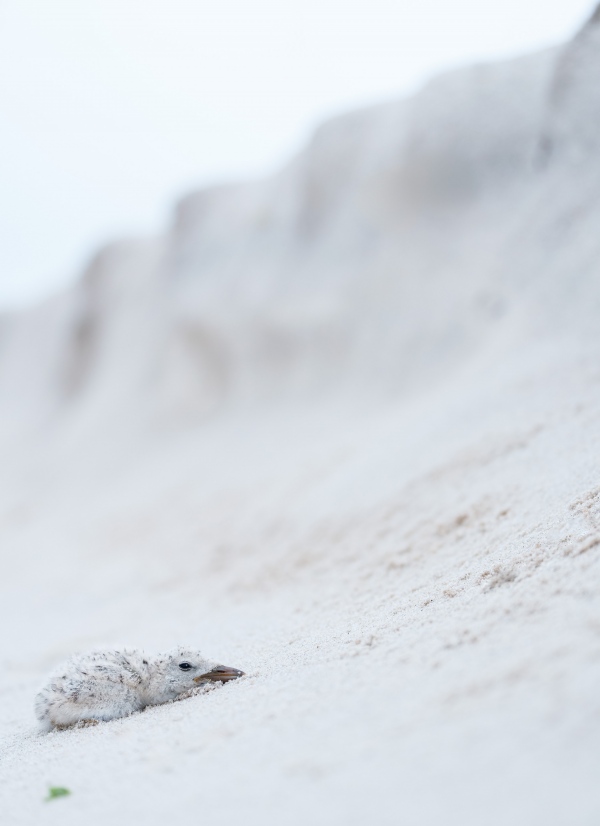 Black-Skimmer-3200-exhausted-chick-below-berm-_A1G2687-Nickerson-Beach-Park-LI-NY