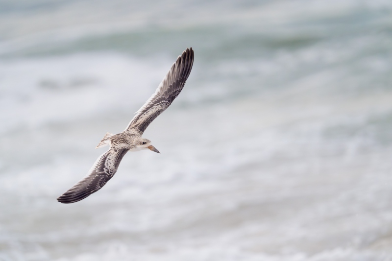 Black-Skimmer-3200-juvenile-in-flight-over-Atlantic-Ocean-_A931043-Nickerson-Beach-Park-LI-NY-Enhanced-NR