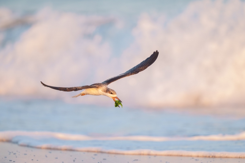 Black-Skimmer-3200-juvenile-in-flight-with-seaweed-_A1G8590-Nickerson-Beach-Park-LI-NY-Enhanced-NR