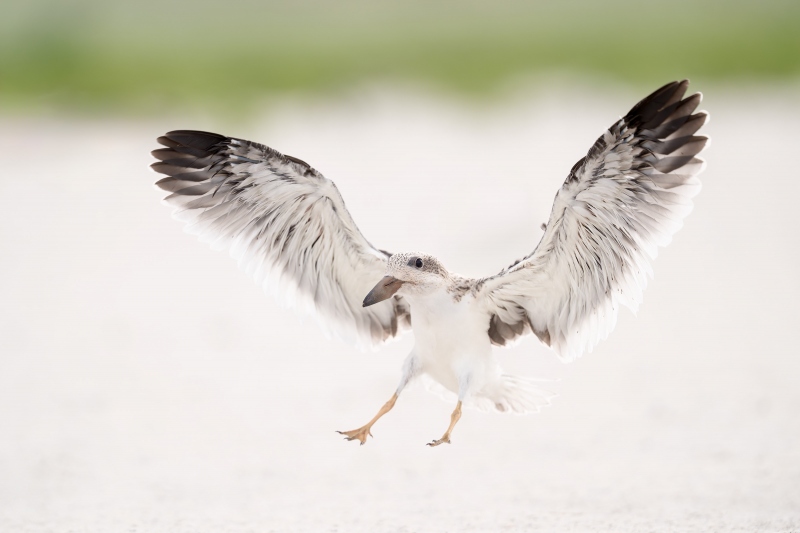 Black-Skimmer-3200-juvenile-practice-flight-_A933020-Nickerson-Beach-Park-LI-NY-Enhanced-NR