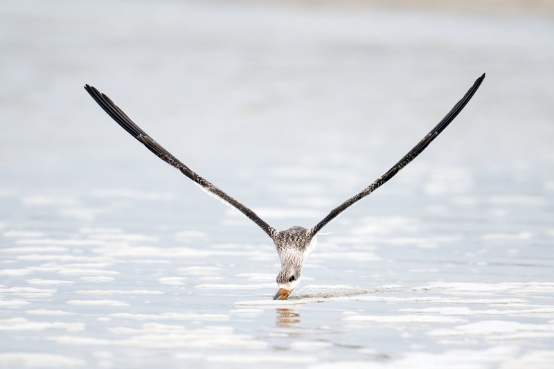 Black-Skimmer-3200-juvenile-skimming-_A932826-Nickerson-Beach-Park-LI-NYA-Enhanced-NR