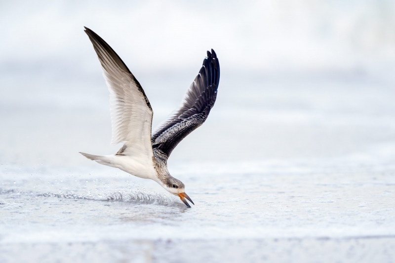 Black-Skimmer-3200-juvenile-skimming-creating-wake-_A938290-Nickerson-Beach-Park-LI-NY-Enhanced-NR