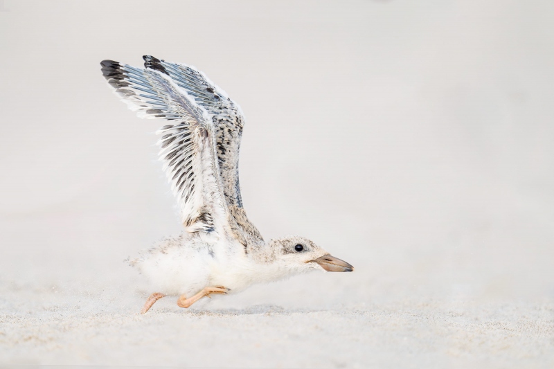 Black-Skimmer-3200-large-chick-running-_A938463-Nickerson-Beach-Park-LI-NY-Enhanced-NR