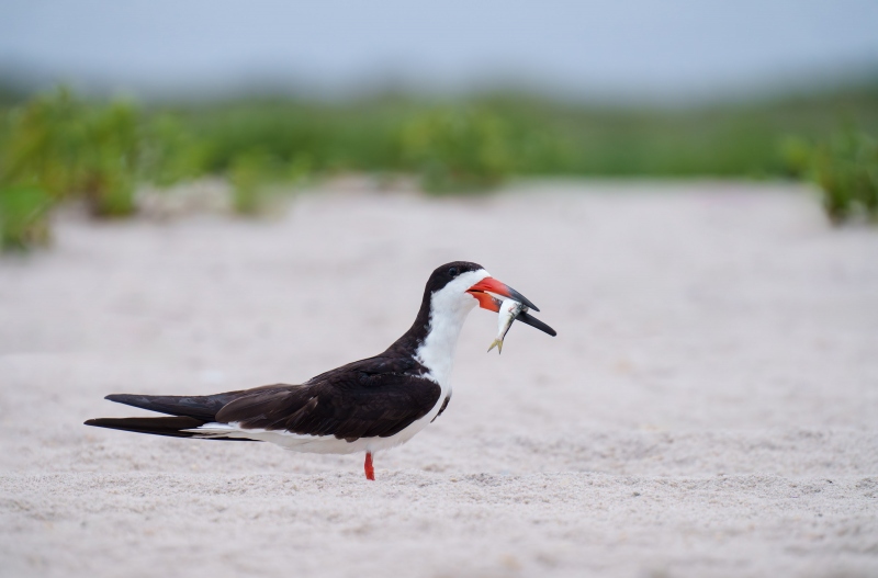 Black-Skimmer-3200-with-baitfish-_A1G2356-Nickerson-Beach-Park-LI-NY-Enhanced-NR