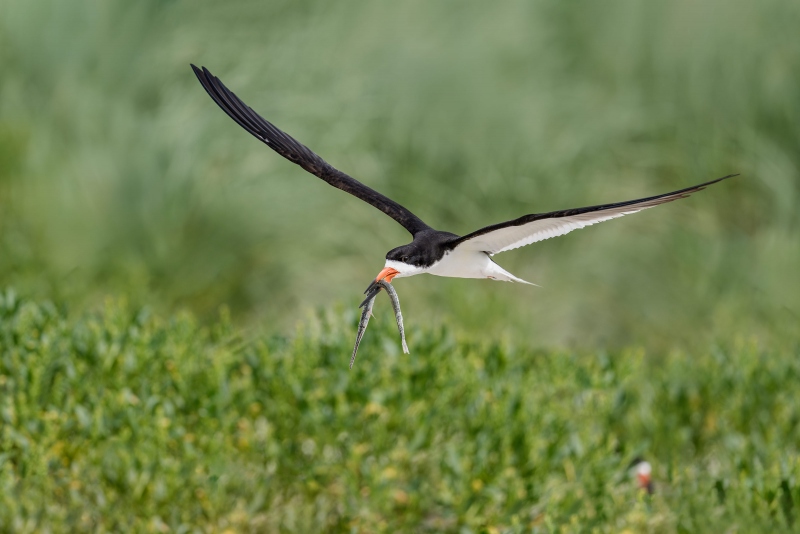 Black-Skimmer-3200-with-needlefish-Monte-Brown-_A930195-Nickerson-Beach-Park-LI-NY-Enhanced-NR