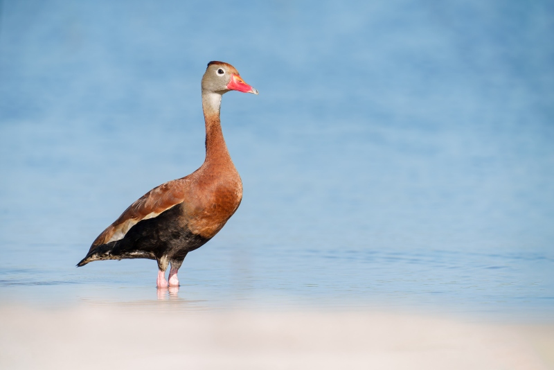 Black-bellied-Whistling-Duck-3200-_A1G8223-Indian-Lake-Estates-FL-Enhanced-NR