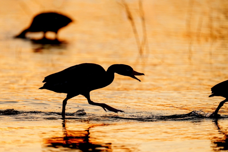 Black-bellied-Whistling-Duck-3200-squabble-_A1G7547-Indian-Lake-Estates-FL