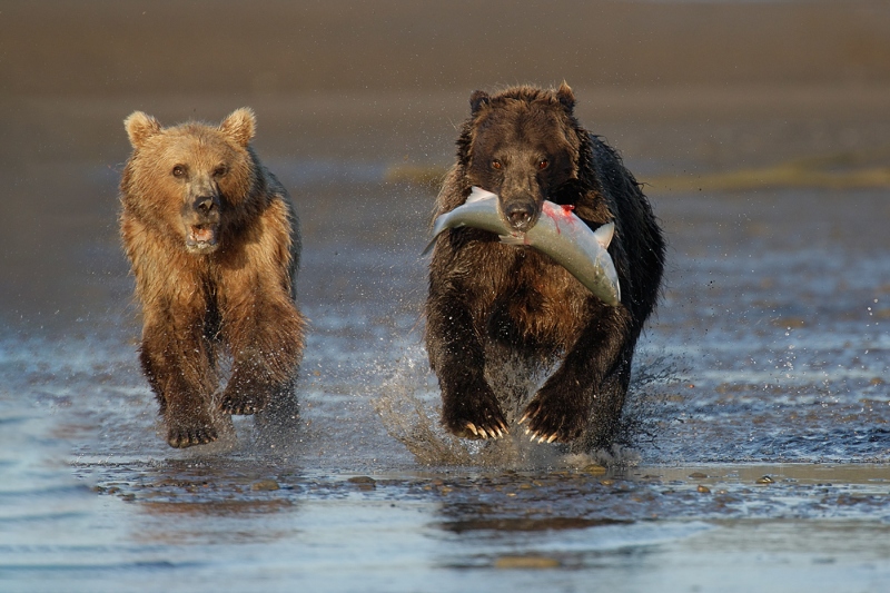 Brown-Bear-chasing-bear-with-fish_Robt_V5W0854-Silver-Salmon-Creek-Lodge-Lake-Clark-N.-Pk-AK